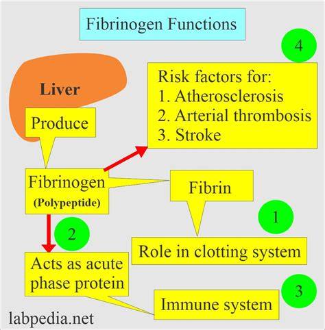 fibrinogen function